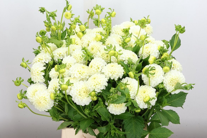<h4>Dahl Pom White Aster</h4>