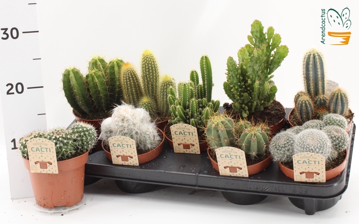 <h4>CACTUS GEM</h4>
