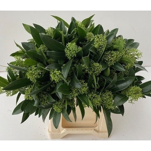 Skimmia Kew Green Wesselingh
