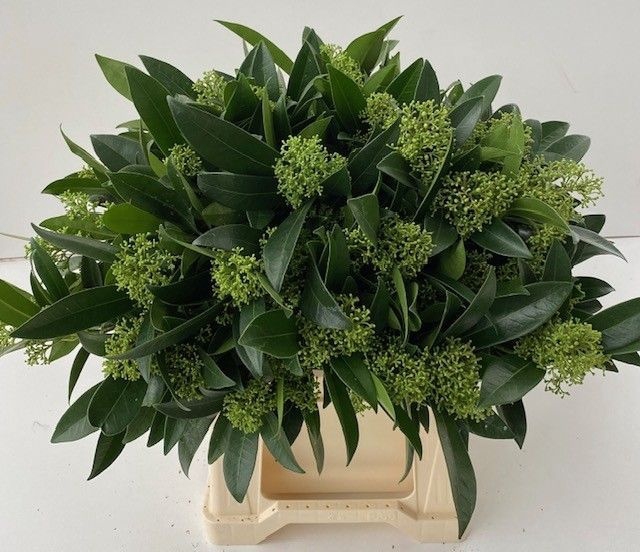 <h4>Skimmia Kew Green Wesselingh</h4>