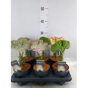 Euphorbia lactea 'Cristata'