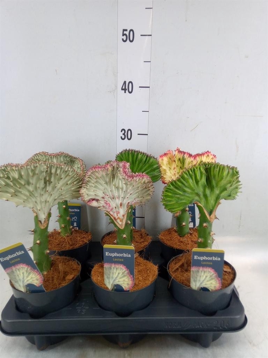 <h4>Euphorbia lactea 'Cristata'</h4>