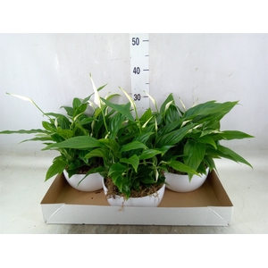 Spathiphyllum  'Pearl Cupido'