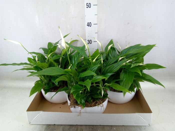 <h4>Spathiphyllum  'Pearl Cupido'</h4>