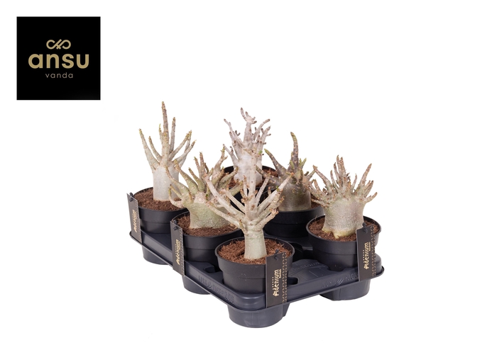 <h4>Adenium Baobab</h4>