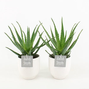 Aloe Arborescens in Liv keramiek