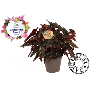 Maculata ''Black Forest'' MUST HAVE