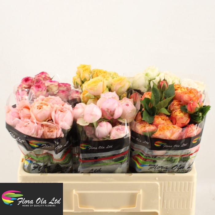 <h4>R TR GEM IN FUST</h4>