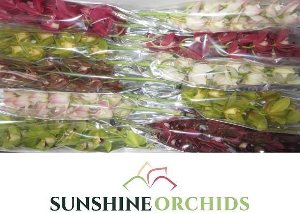 <h4>CYMB MI GEM</h4>