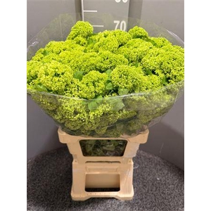 Viburnum Opulus Bianco