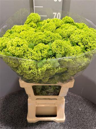 <h4>Viburnum Opulus Bianco</h4>