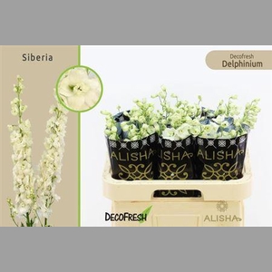 Delph Du Dewi Siberia