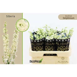 Delph Du Dewi Siberia