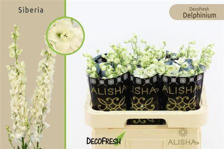 <h4>Delph Du Dewi Siberia</h4>