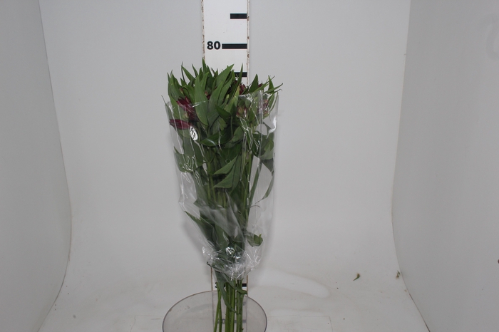 <h4>ALSTROEMERIA POMPEII 080 CM</h4>