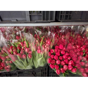 Tulpes LT Piln. Rožinės