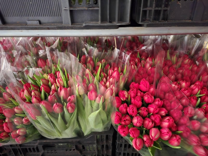 <h4>Tulpes LT Piln. Rožinės</h4>