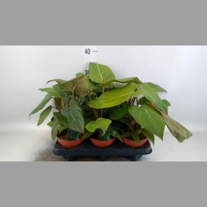 Philodendron   ...