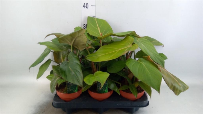 <h4>Philodendron   ...</h4>