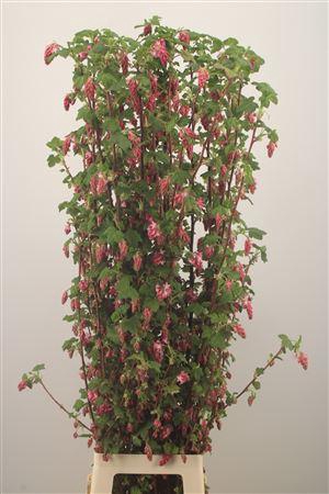 <h4>Ribes King Edward 7</h4>