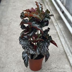 BEGONIA MACULATA P19 CRACKLIN ROSIE
