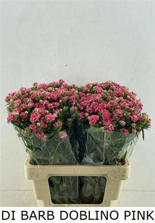 <h4>Di Barb Doblina Double Pink</h4>