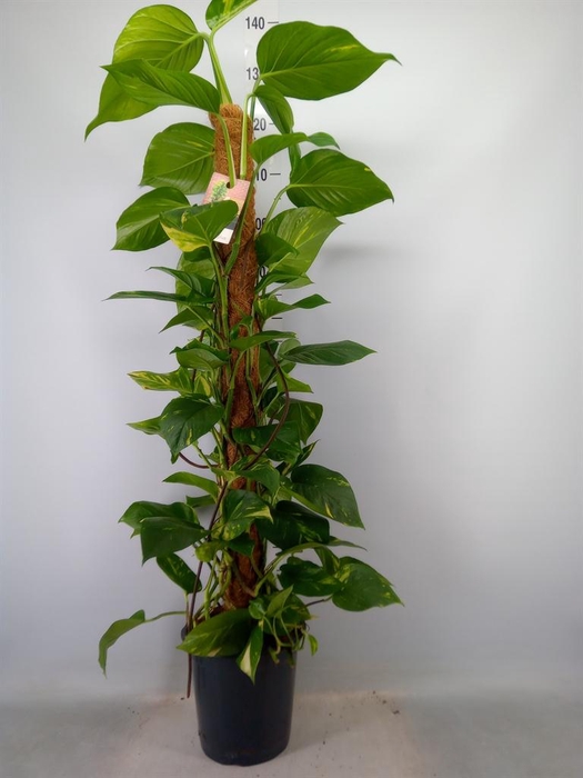 <h4>Epipremnum pinn.   ...moss stick</h4>