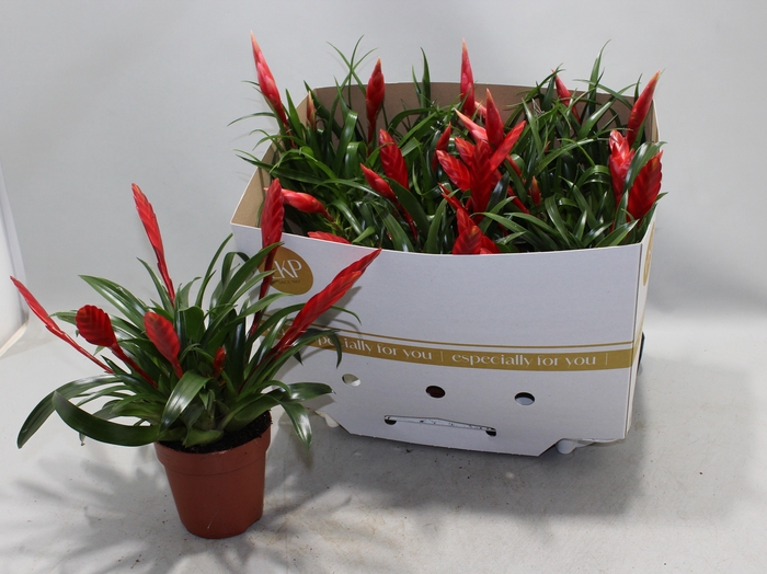 <h4>VRIES MF TYPE GEM 3</h4>