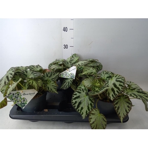 Begonia BD 'Silver Jewell'