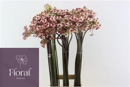 <h4>ORNIT KLB H%</h4>