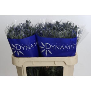 Eryngium Blue Dynamite