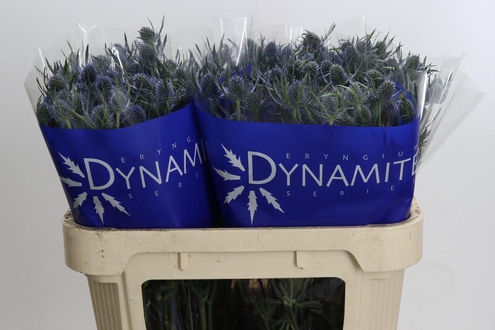 Eryngium Blue Dynamite