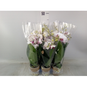 Phalaenopsis multi. 'FC Safe Haven'