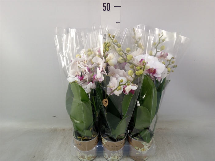<h4>Phalaenopsis multi. 'FC Safe Haven'</h4>