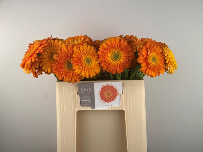 <h4>GE MI GIZELA</h4>