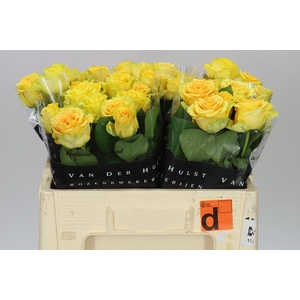 Rosa Gr Lemon Finess