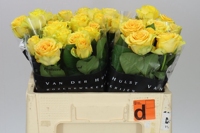 <h4>Rosa Gr Lemon Finess</h4>
