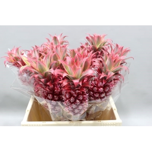 Ananas medium