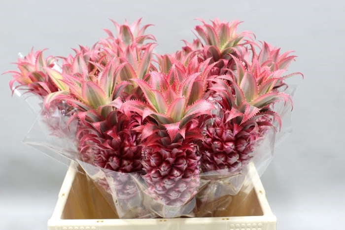 <h4>Ananas medium</h4>