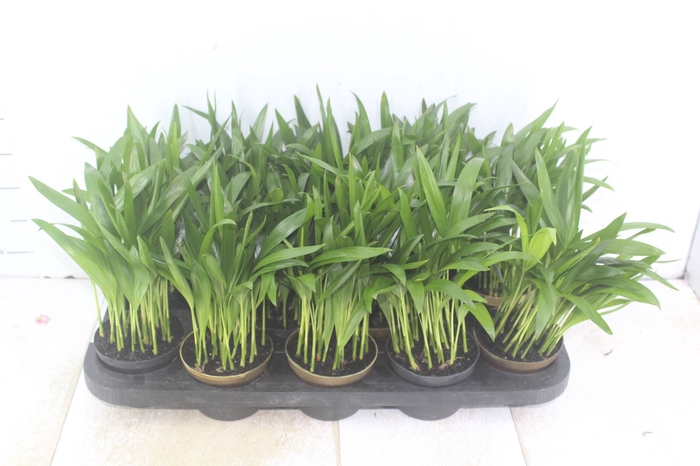 <h4>ARECA BAMBU P11</h4>