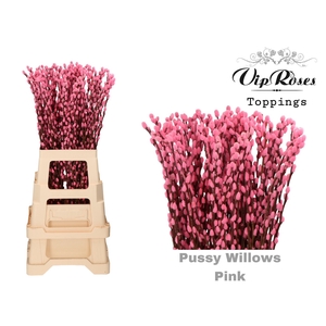 Salix paint pussy willow pink