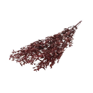 Bunch Euca Parvifoglia Pres.60g