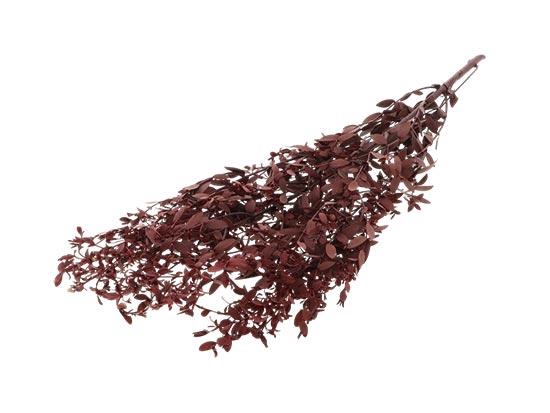 Bunch Euca Parvifoglia Pres.60g