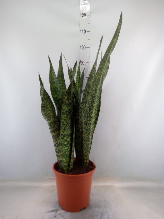 <h4>Sansevieria trifa.   ...</h4>