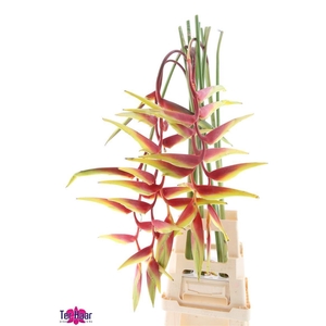 HELIC CHA SEXY SCARL