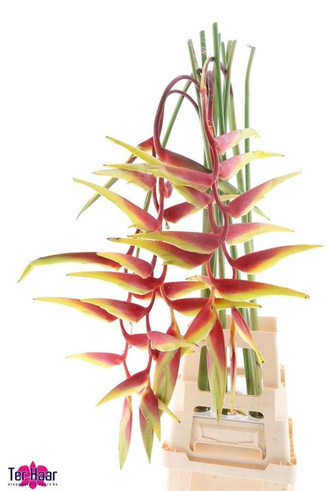 <h4>HELIC CHA SEXY SCARL</h4>