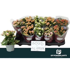 KAL GE PERF GEM 5 KL