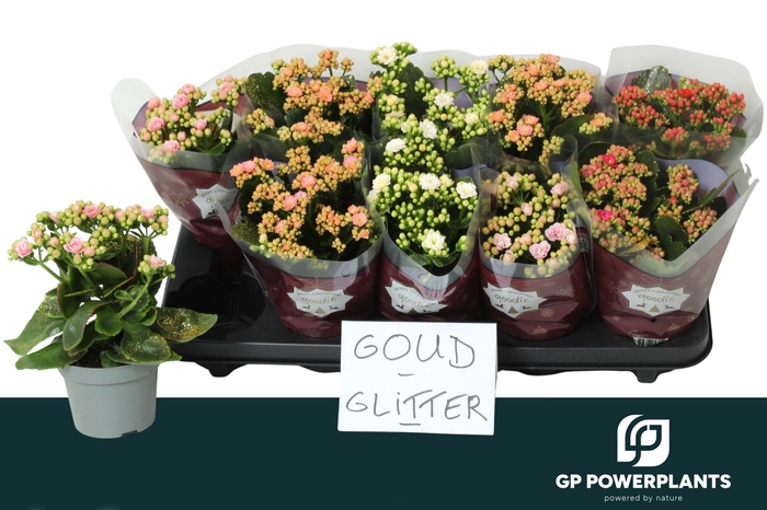 <h4>KAL GE PERF GEM 5 KL</h4>