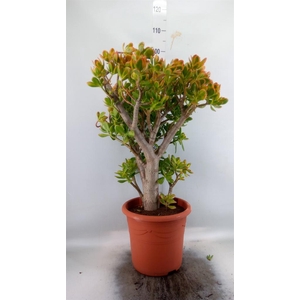 Crassula ovata 'Sunset'