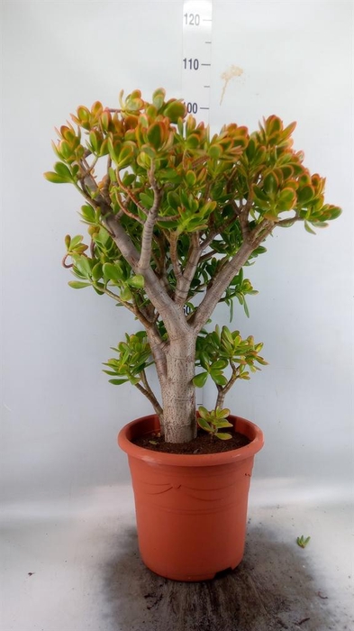 <h4>Crassula ovata 'Sunset'</h4>